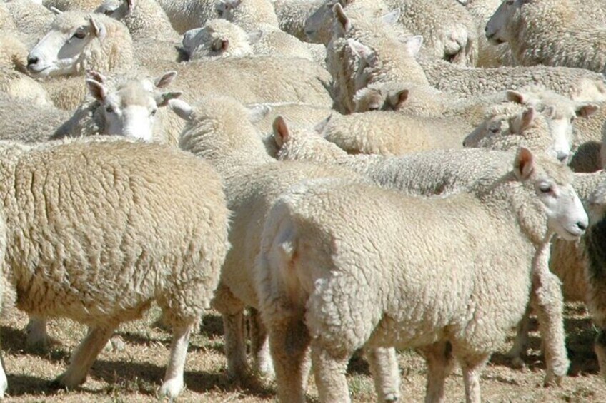 A herd of sheep in a field. 5