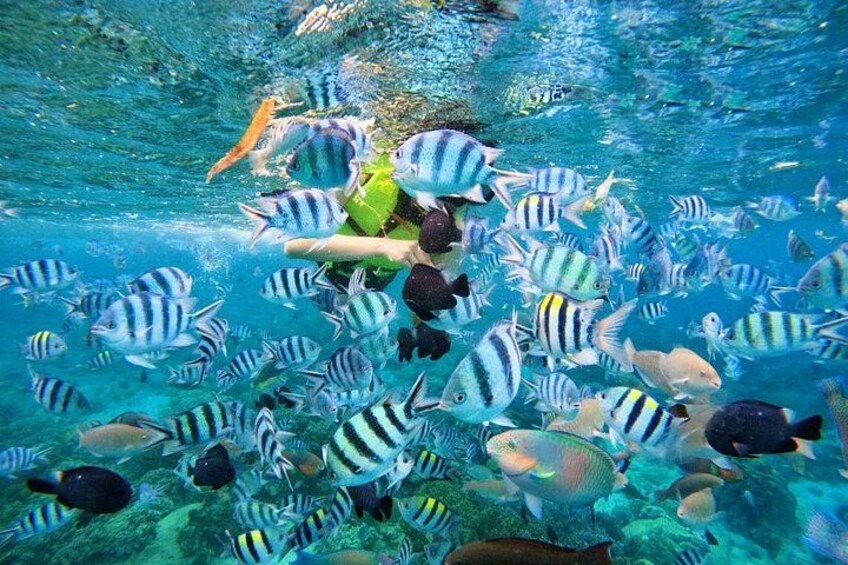 A person snorkeling with a school of striped fish in clear blue water. 3