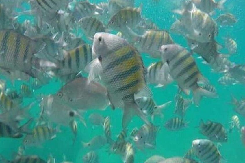 A school of fish swimming in a turquoise body of water. 5