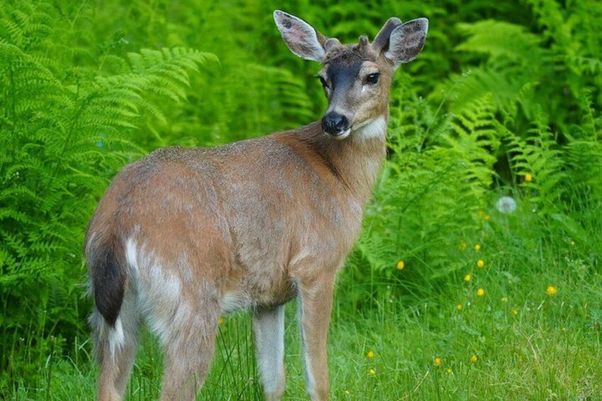 Private Van Wildlife Tour 4