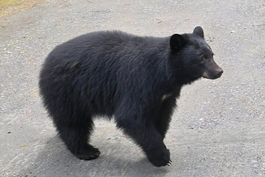 Ein Schwarzbär steht auf einer Betonfläche. 1