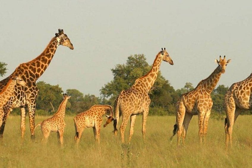 A group of giraffes in a grassy field with trees in the background. 4