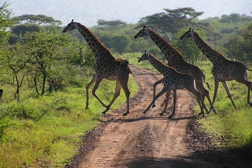 A group of giraffes crossing a dirt road in a grassy savannah. 5