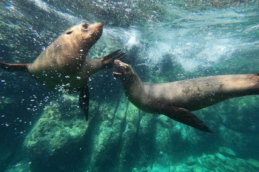 Two seals swimming underwater with bubbles around them. 3
