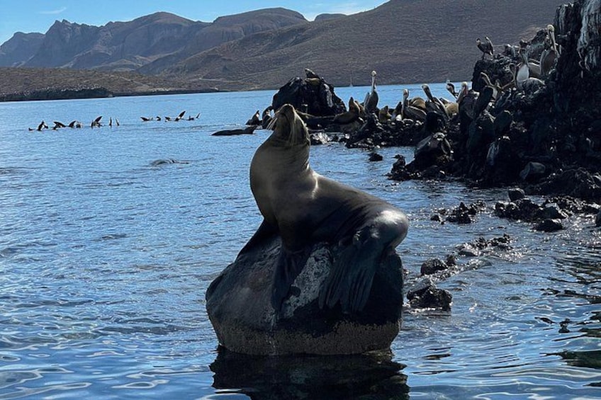 A seal resting on a rock by a body of water with mountains in the background. 4