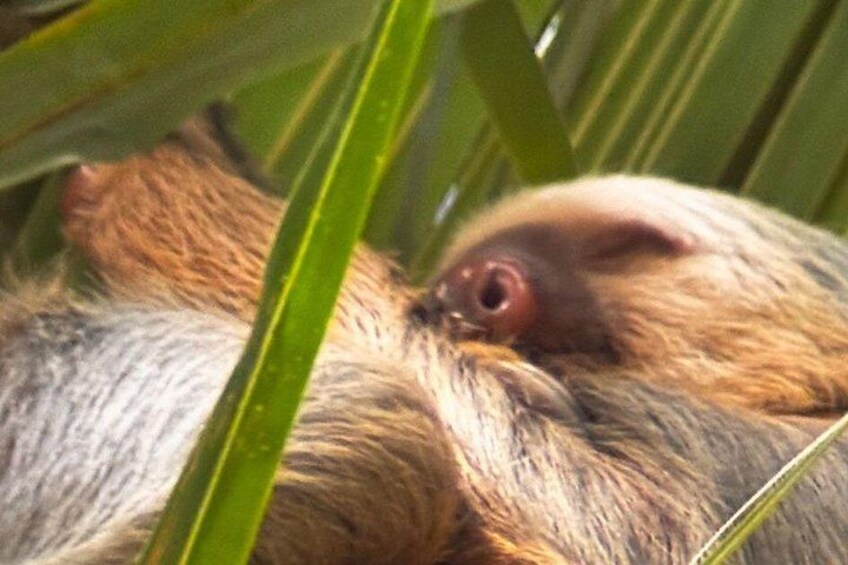 Bijagua Rain Forest Sloth Observation and Coffee Tour 1