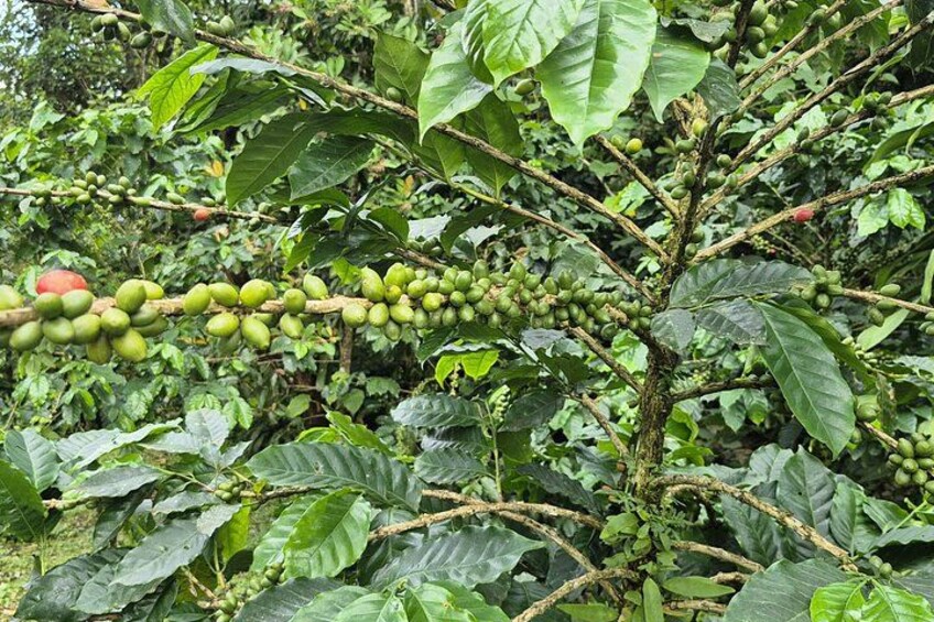 Bijagua Rain Forest Sloth Observation and Coffee Tour 3