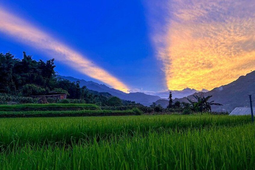 A lush green rice field with mountains in the background and a sunset sky. 2