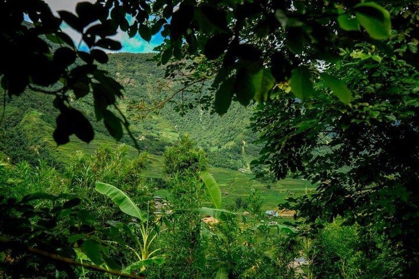 A lush green landscape with dense foliage and a hilly terrain in the background. 3