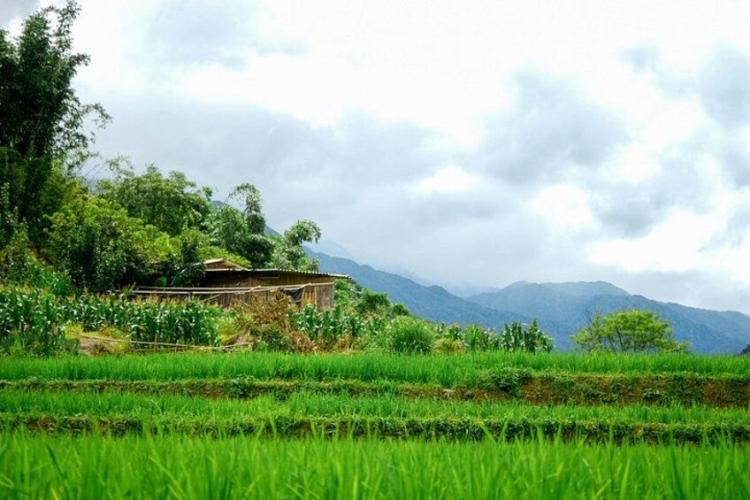 A rural landscape with terraced rice fields, a traditional house, and a mountainous backdrop. 5
