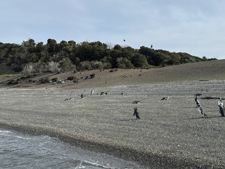 Full-Day Penguin Boat Excursion & Transfers Included 4