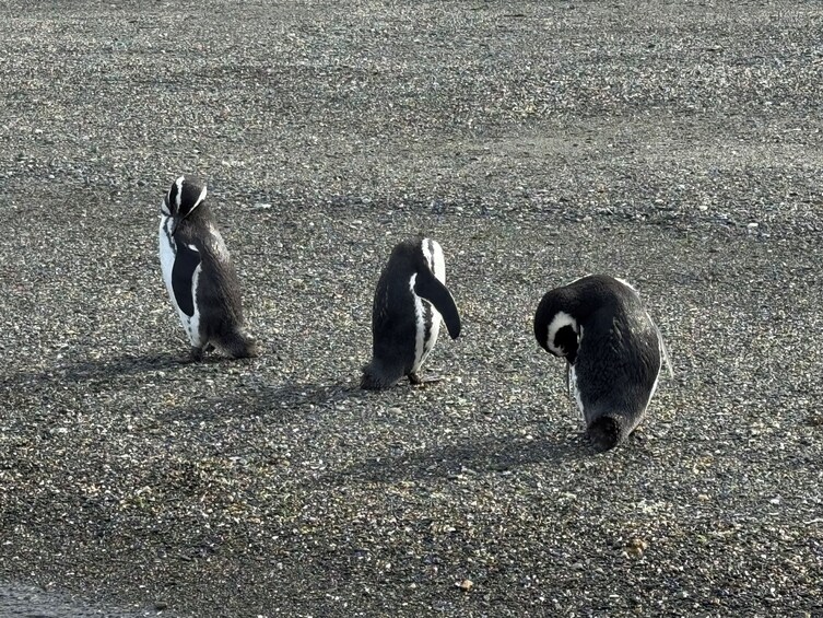 Full-Day Penguin Boat Excursion & Transfers Included 2