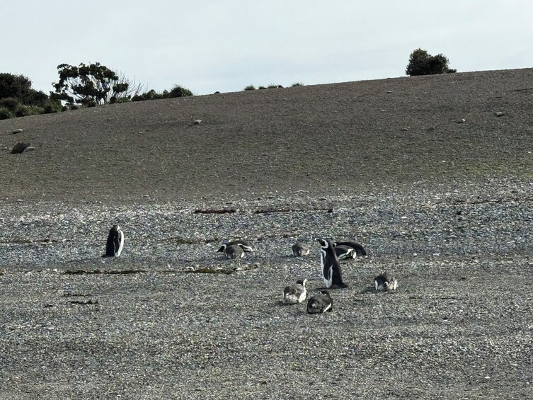 Full-Day Penguin Boat Excursion & Transfers Included 3