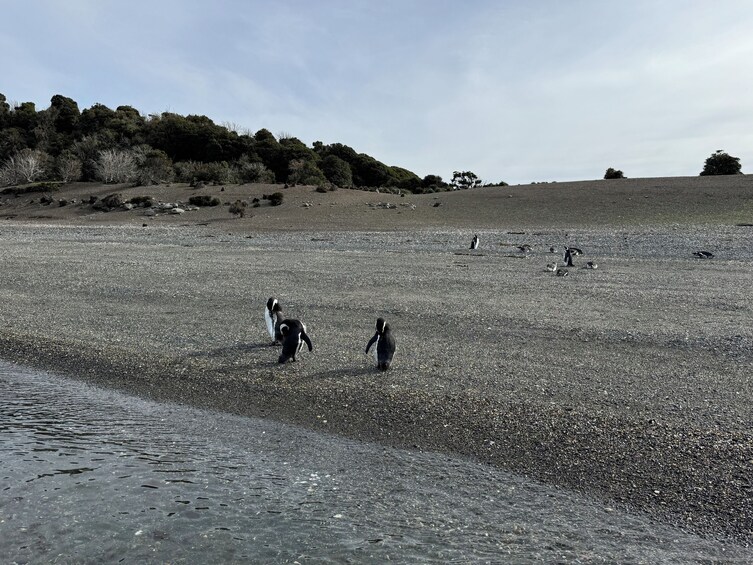 Full-Day Penguin Boat Excursion & Transfers Included 5