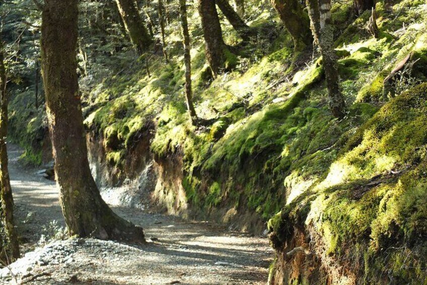 A forested trail with moss-covered trees and a dirt path. 2