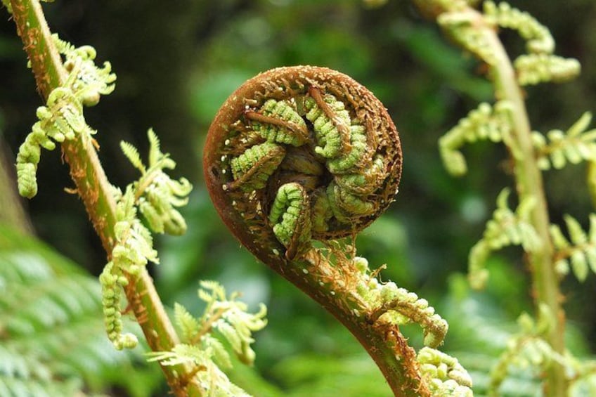 A fern with a brown, curled frond and green, young fern leaves. 3
