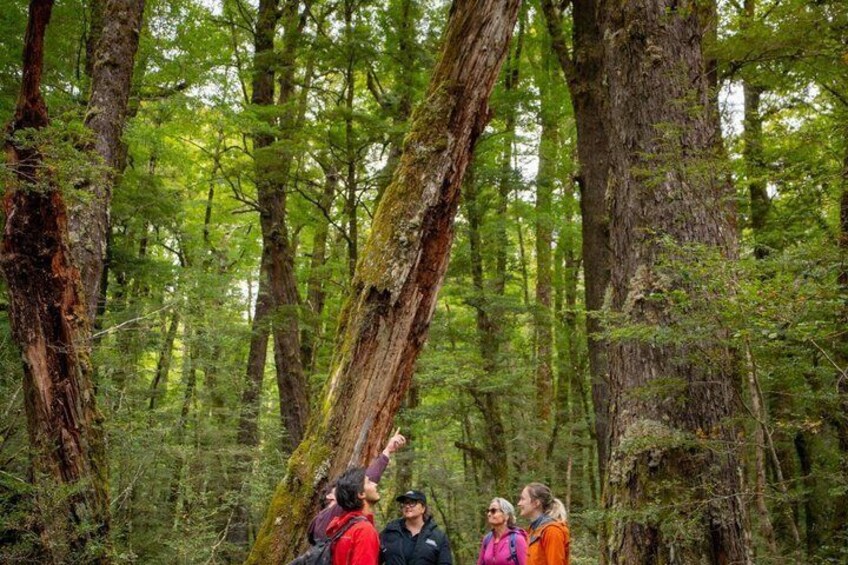 Eine Gruppe von Menschen in einem Wald mit hohen Bäumen und dichtem Unterholz. 2