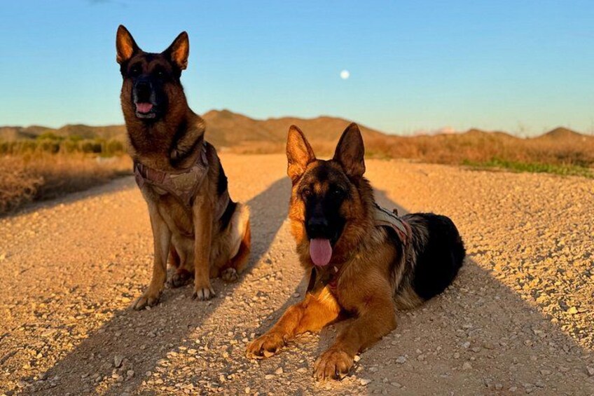 Dos perros pastor alemán en un camino de grava, cielo despejado y colinas distantes. 2