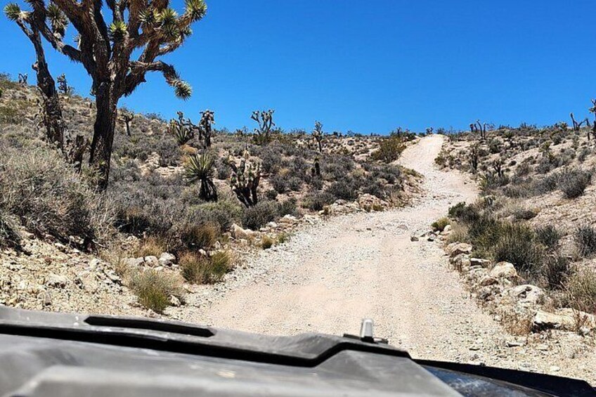 Mojave desert trails 3
