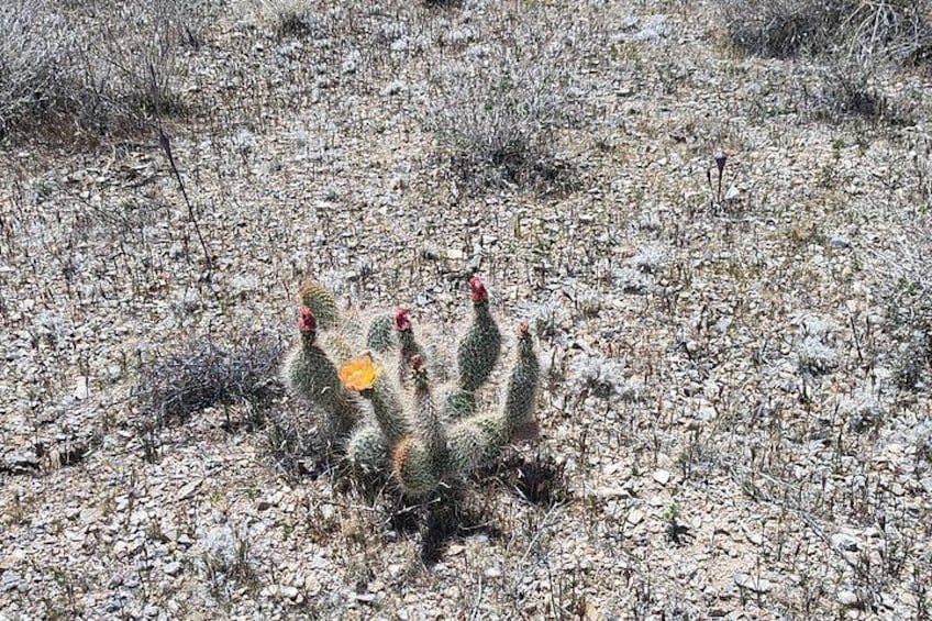 A group of cacti with red flowers in a rocky terrain. 2