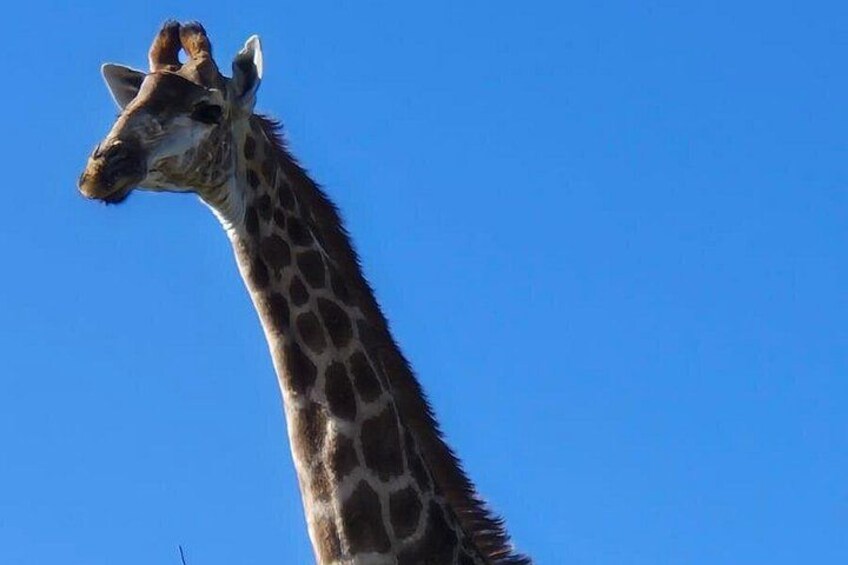 3 Day Garden Route Safari 3