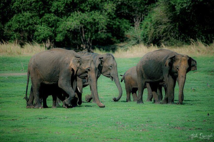 Minneriya National Park Private Jeep Safari with Expert Guide 5