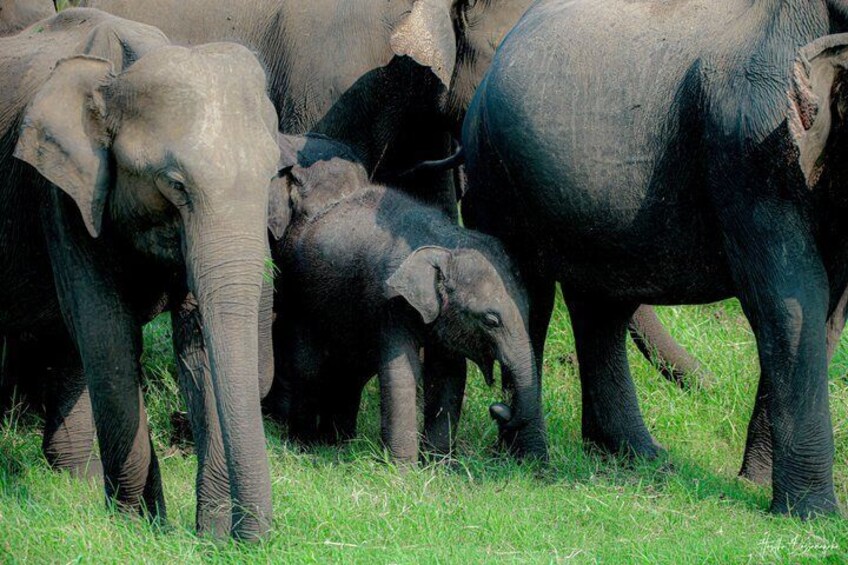 Minneriya National Park Private Jeep Safari with Expert Guide 3
