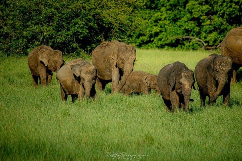 A herd of elephants in a grassy field with dense green foliage in the background. 3