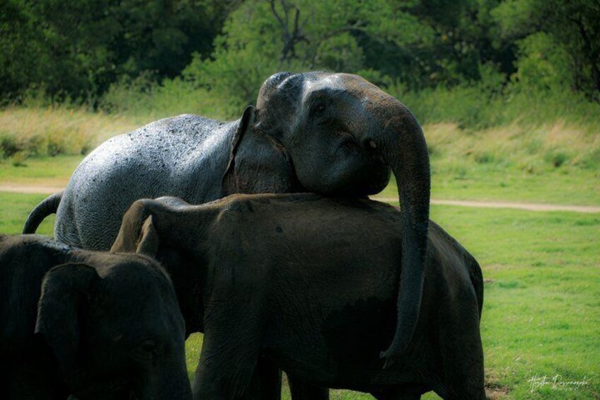 Minneriya National Park Private Jeep Safari with Expert Guide 4
