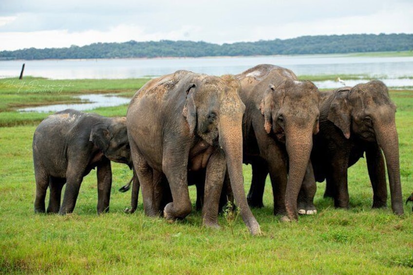 A group of elephants in a grassy field with a lake and forest in the background. 1