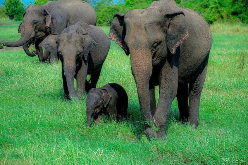 Minneriya National Park Private Jeep Safari with Expert Guide 2