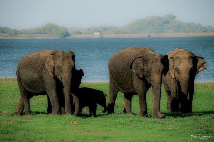Minneriya National Park Private Jeep Safari with Expert Guide 1