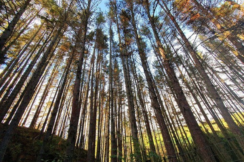 A dense forest with tall trees and sunlight filtering through. 2