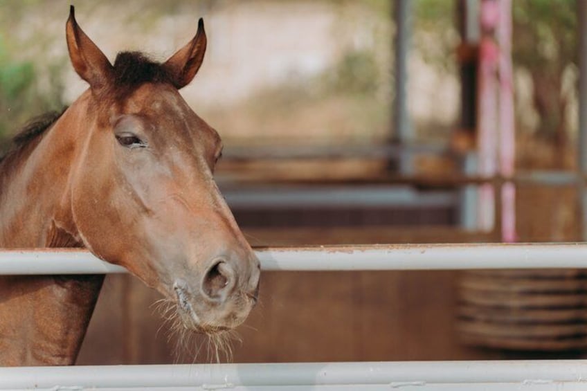 2-Hour Horseback Riding Tour to Little Natural Bridge in Aruba 3