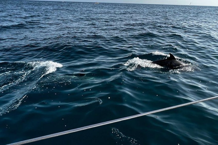 A dolphin swimming in the ocean. 3