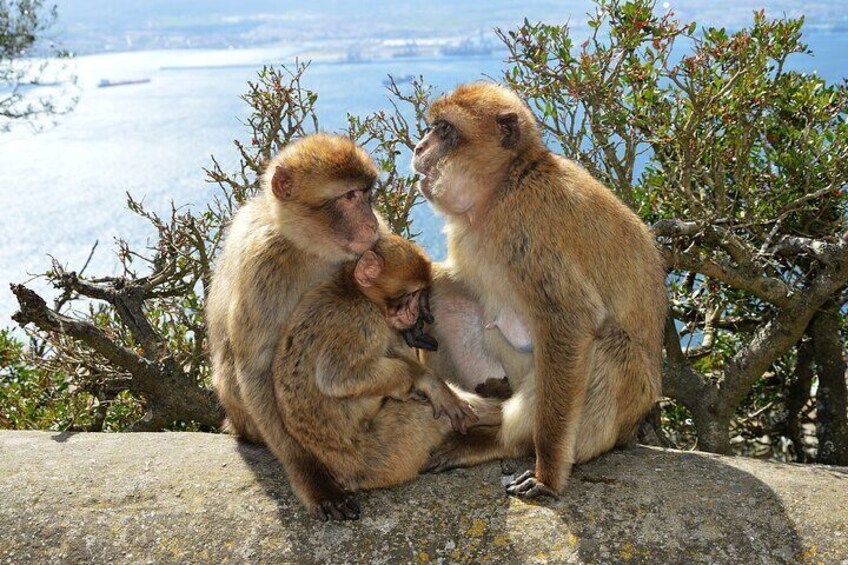 Three monkeys sitting on a rock by a body of water. 5