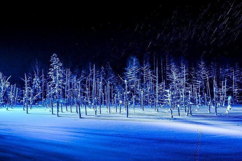 [Late Departure] Biei Best 5 Must-Visit Day Tour from Sapporo 4