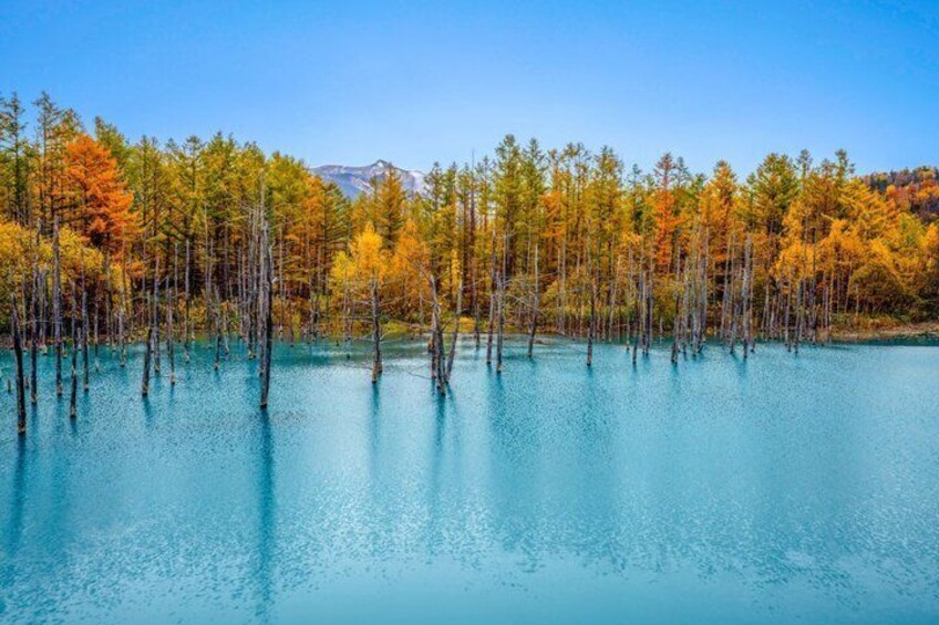 [Late Departure] Biei Best 5 Must-Visit Day Tour from Sapporo 4