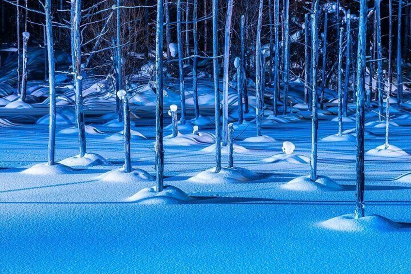 [Late Departure] Biei Best 5 Must-Visit Day Tour from Sapporo 3