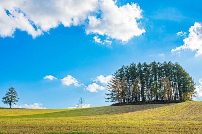 [Late Departure] Biei Best 5 Must-Visit Day Tour from Sapporo 3