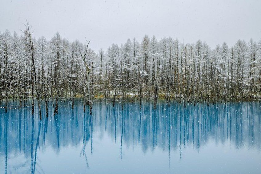 [Late Departure] Biei Best 5 Must-Visit Day Tour from Sapporo 5