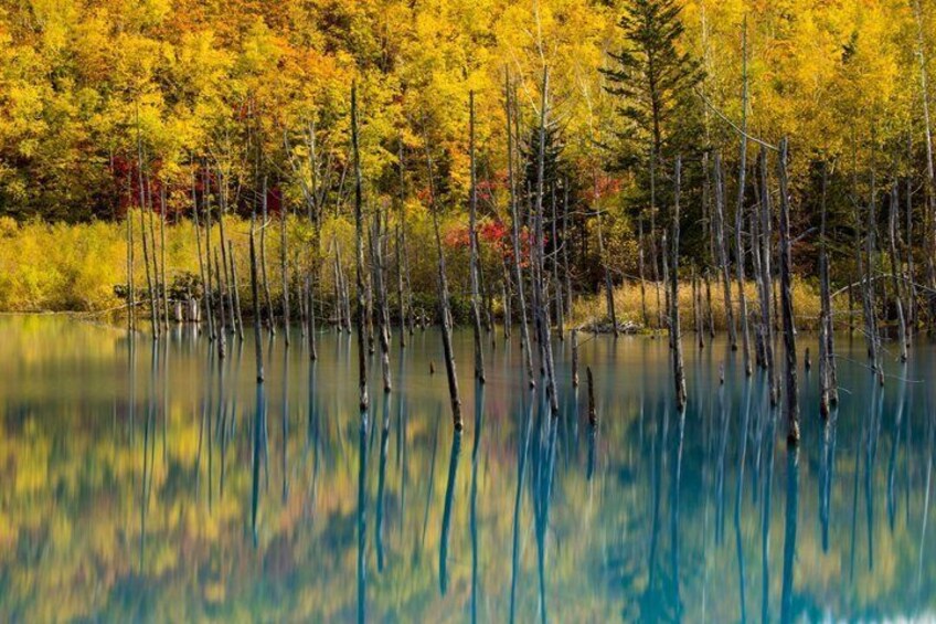 [Late Departure] Biei Best 5 Must-Visit Day Tour from Sapporo 2
