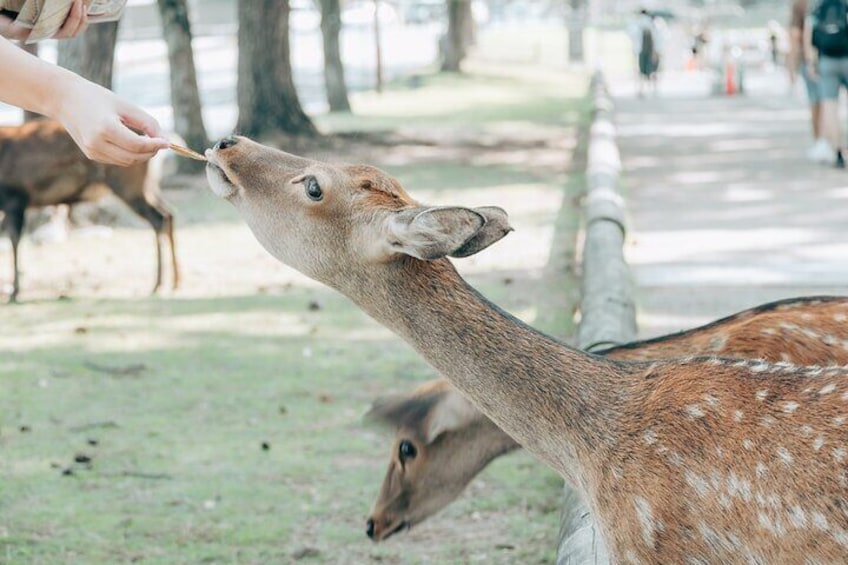 Un ciervo siendo alimentado por una persona en un parque con árboles y un sendero. 2