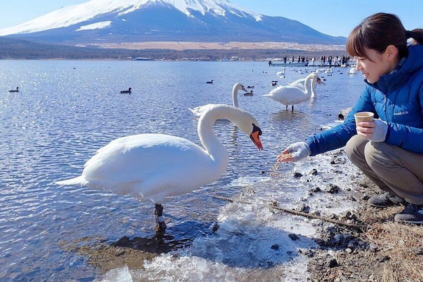 From Tokyo: Mt. Fuji 6 Attractions: Lake Kawaguchi, Oshino Hakkai 4