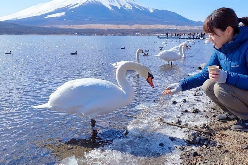 From Tokyo: Mt. Fuji 6 Attractions: Lake Kawaguchi, Oshino Hakkai 3