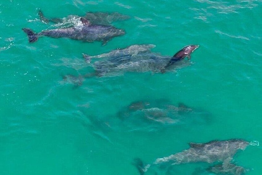 2 Passenger Jet Ski Dolphin Tour from Gilligan’s Watersports 1