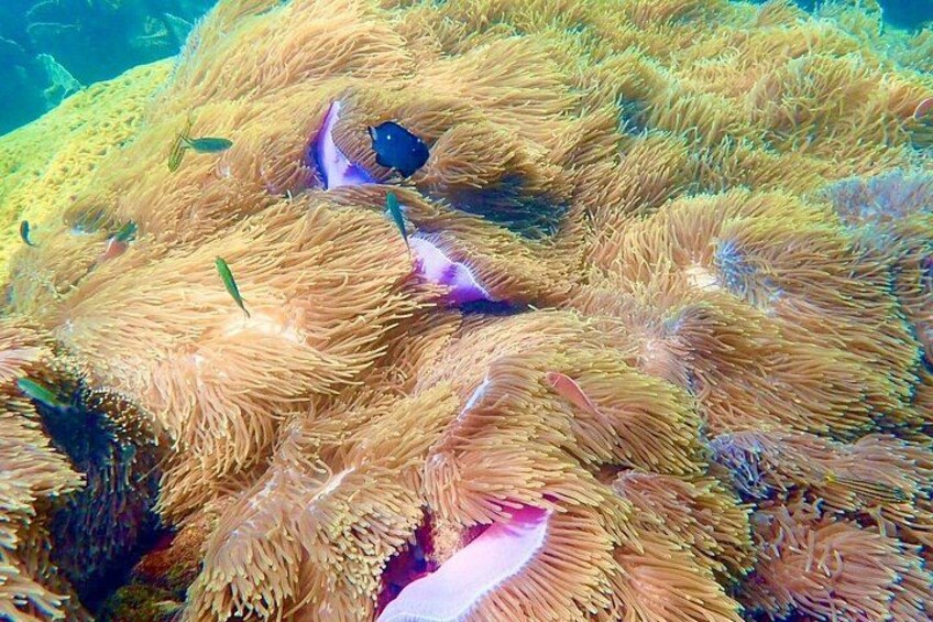 An underwater scene with anemones and a fish. 2