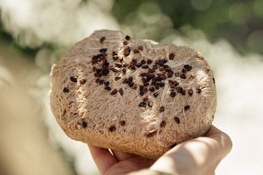 A hand holding a round, textured bread with seeds on top. 4