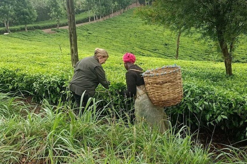 Twee personen oogsten theebladeren in een weelderige groene theeplantage. 3
