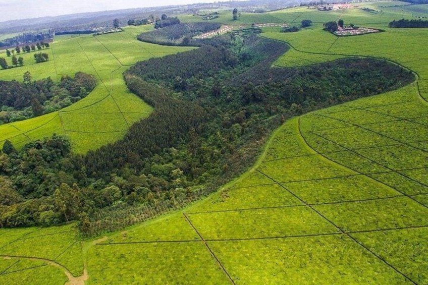 Een landelijk landschap met velden, een bos en een slingerende weg. 4